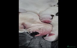 American Bulldog dogs for sale: American Bulldog Puppies – Ready Now! - Image 20