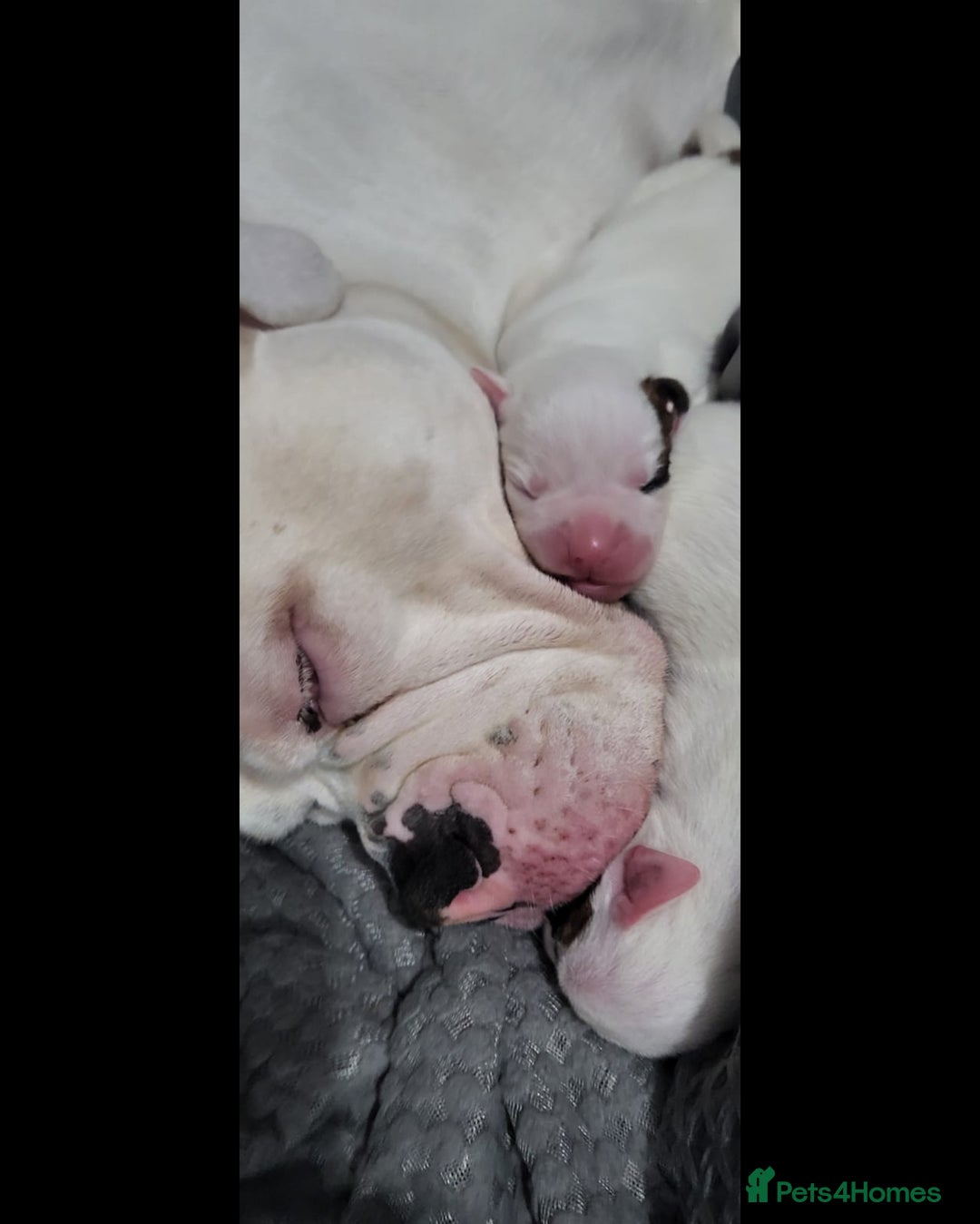 American Bulldog dogs for sale: American Bulldog Puppies – Ready Now! - Image 20