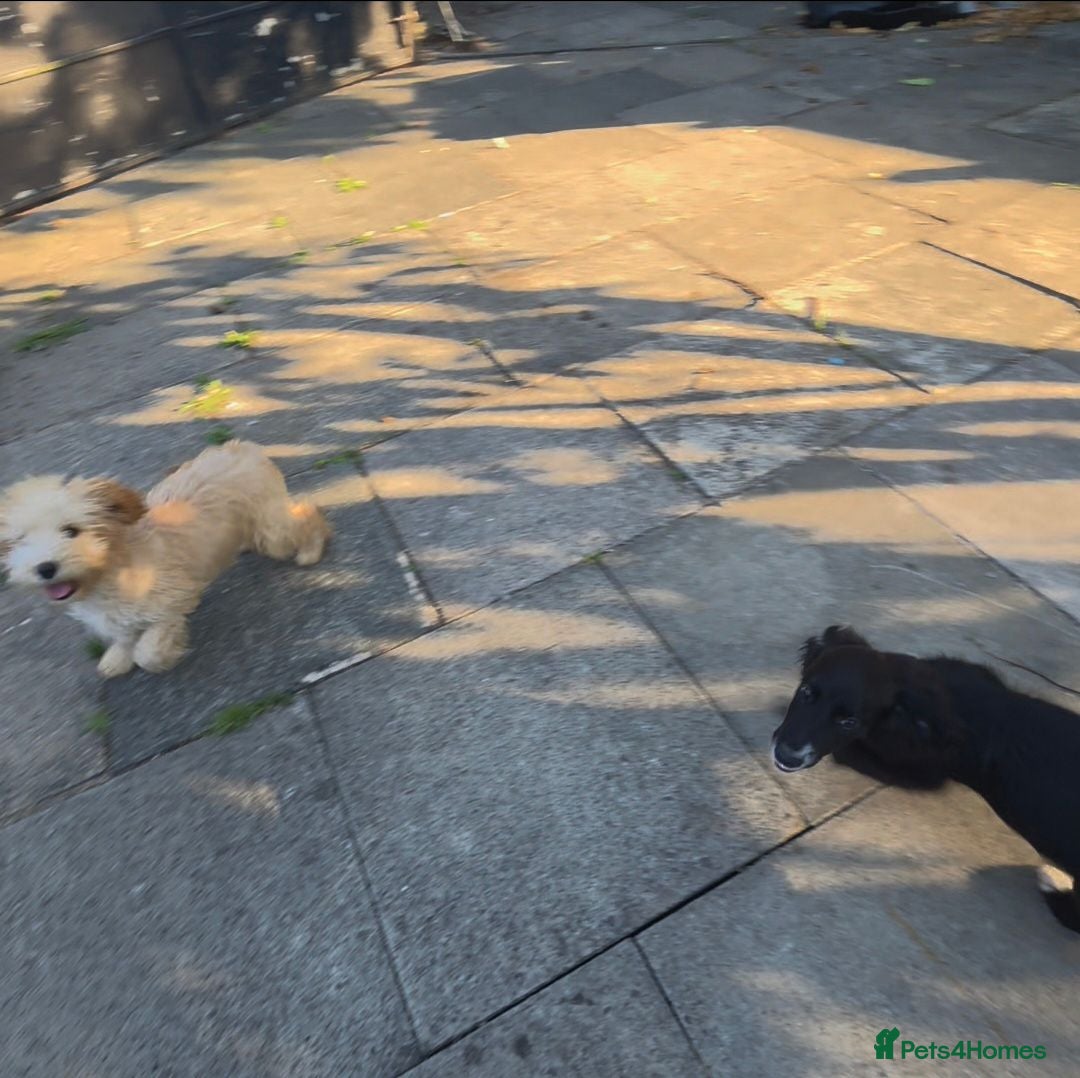 Mixed Breed dogs For sale cockapoo and springer spaniel - Advert 1