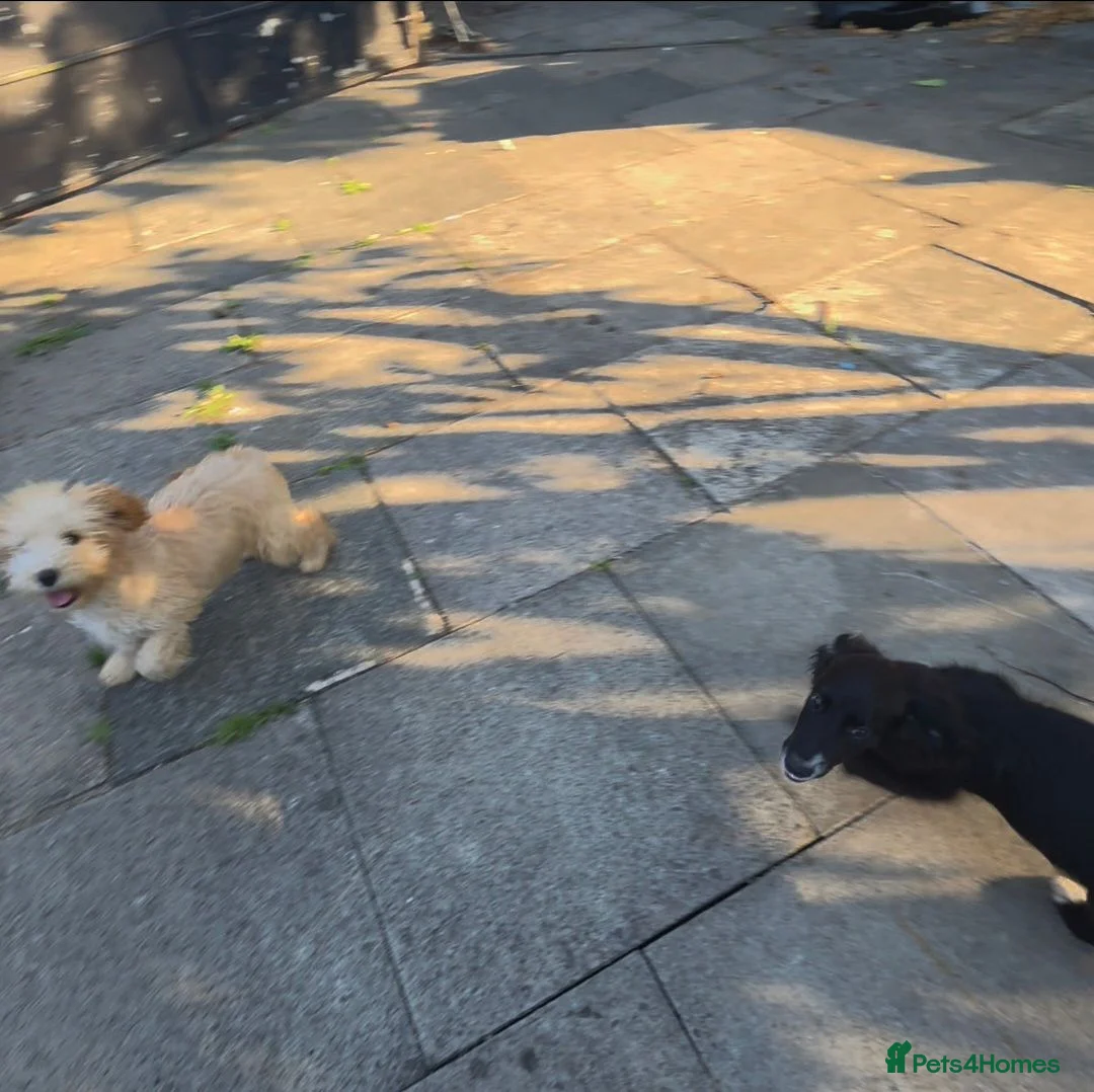 Mixed Breed dogs for sale: For sale cockapoo and springer spaniel - Advert 1