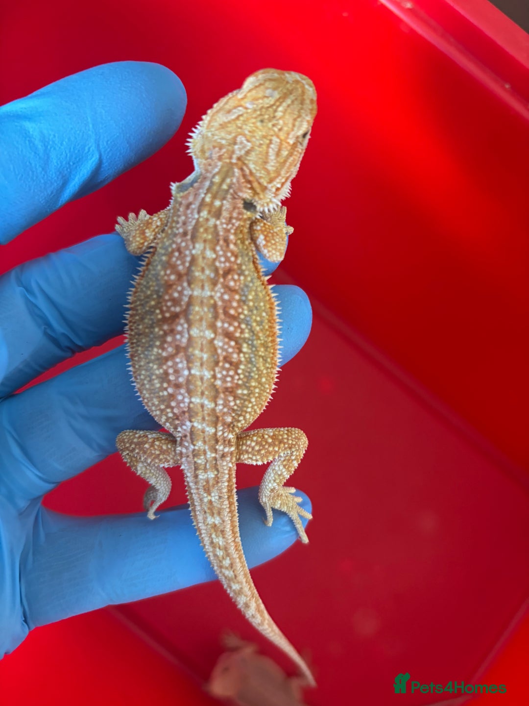 Bearded Dragon reptiles for sale: Baby bearded dragons  - Image 2