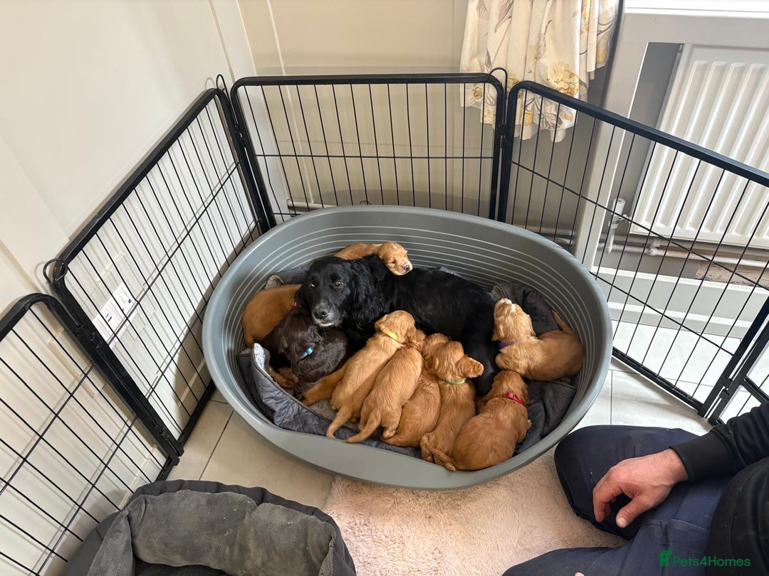 Cocker Spaniel dogs for sale: Kc reg cocker spaniels with 5 weeks insurance  - Advert 5