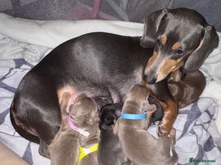 Dachshund dogs 6 Dachshund Puppies - Advert 1