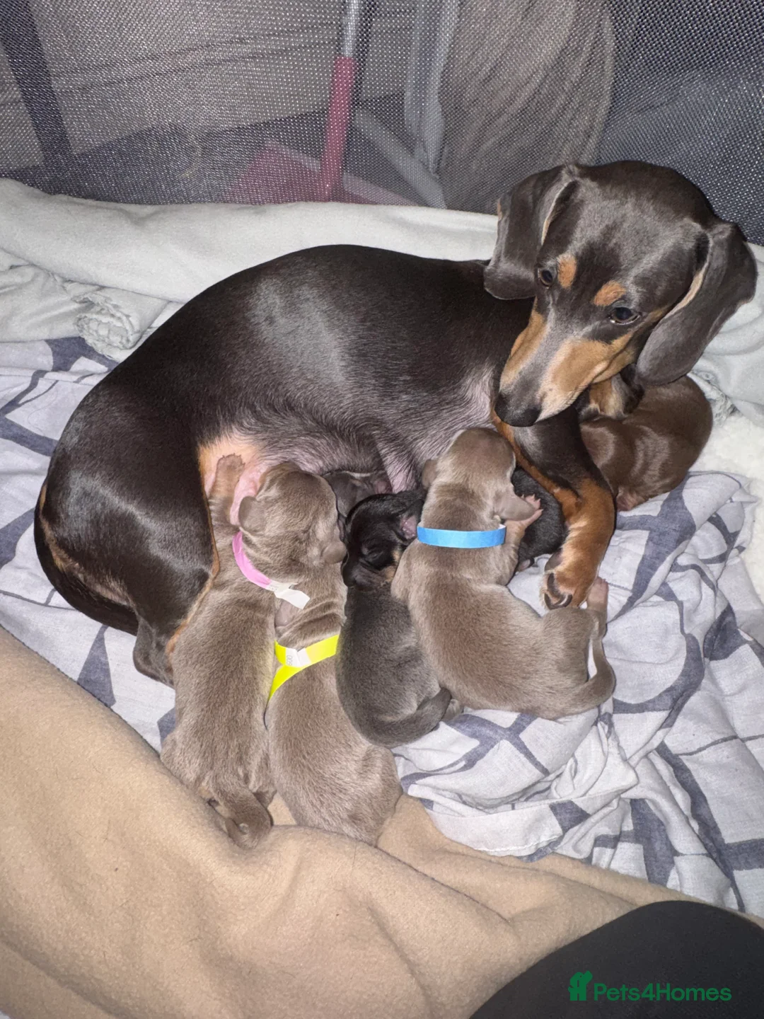 Dachshund dogs for sale: 6 Dachshund Puppies - Advert 1