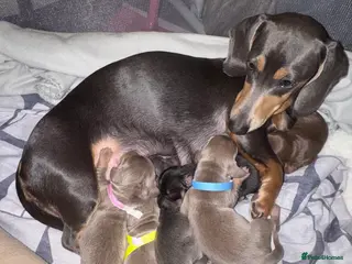 Dachshund dogs 6 Dachshund Puppies - Advert 11