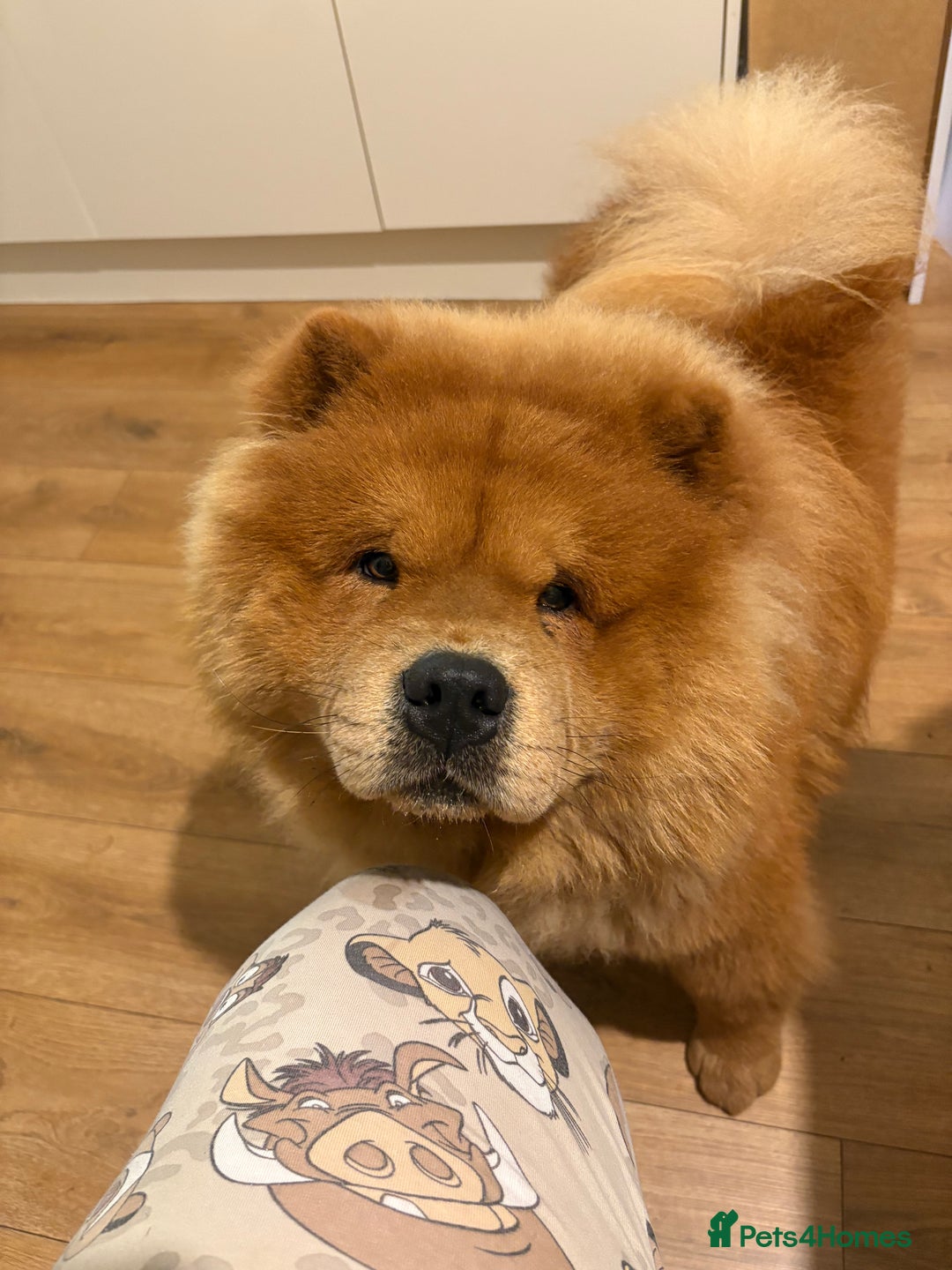 Chow Chow dogs for stud: Beautiful chow for stud - Advert 3