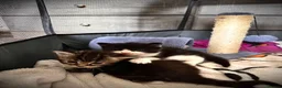 Mixed Breed cats for sale: Tuxedo mixed breed kittens  in Rotherham - Advert 6