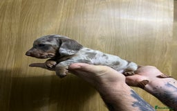 Miniature Dachshund dogs for sale: Isabelle tan dapple miniature dachshund KC reg - Advert 14