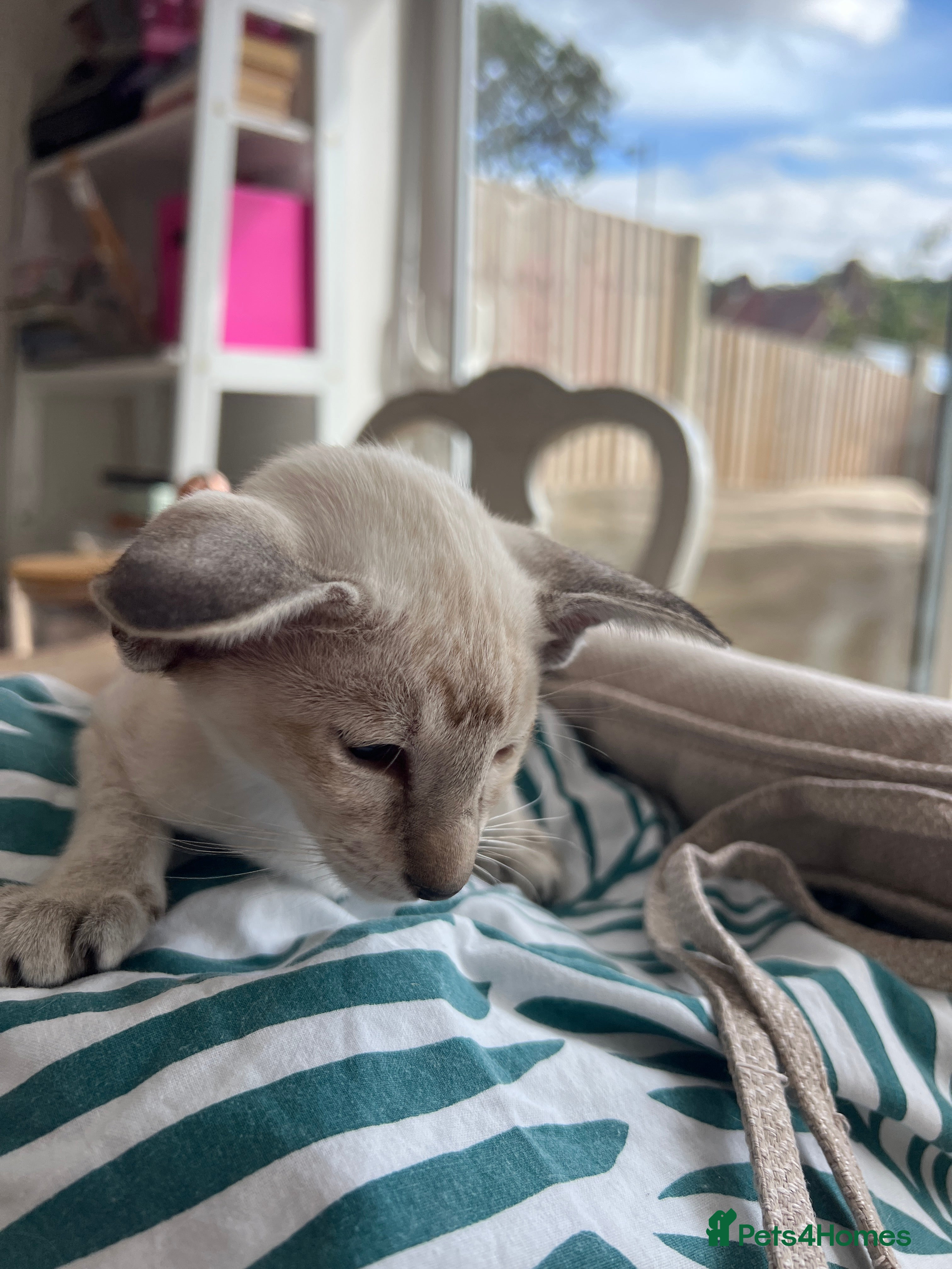 Siamese cats Stunning siamese kittens! Real hooligans!  - Advert 2