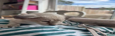 Siamese 5