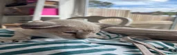 Siamese cats for sale: Stunning siamese kittens! Real hooligans!  in London - Advert 2