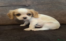 Cavachon dogs for sale: Cavalier King Charles X Cavachon - Image 13