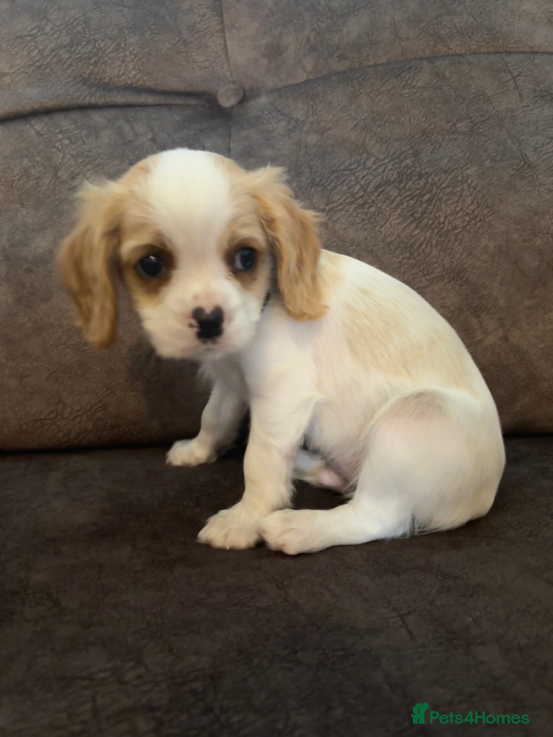 Cavachon dogs for sale: Cavalier King Charles X Cavachon - Image 13