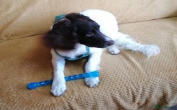 English Springer Spaniel dogs for adoption: 💙🐶 ARLO 🐶💙 - Image 7