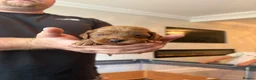 Cockapoo dogs for sale: Cockapoo puppies looking for they forever home  in Tredegar - Advert 10