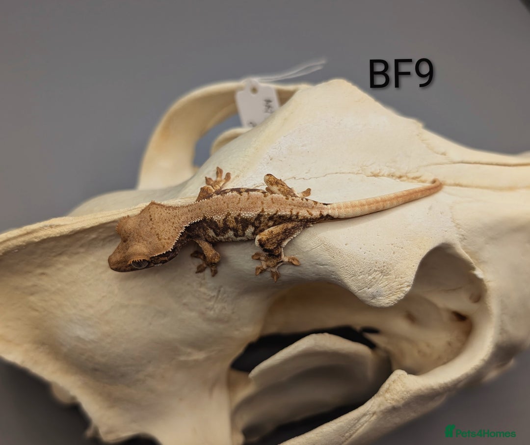 Gecko reptiles for sale: Red Tri Colour Harlequin Crested Gecko CB25  - Image 2
