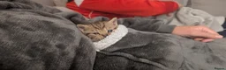 Mixed Breed cats for sale: British short hair BSH cross - Advert 9