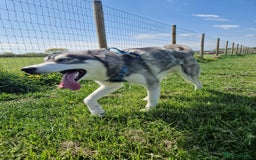 Siberian Husky dogs for sale: JAX- 4 YEAR OLD - Advert 2