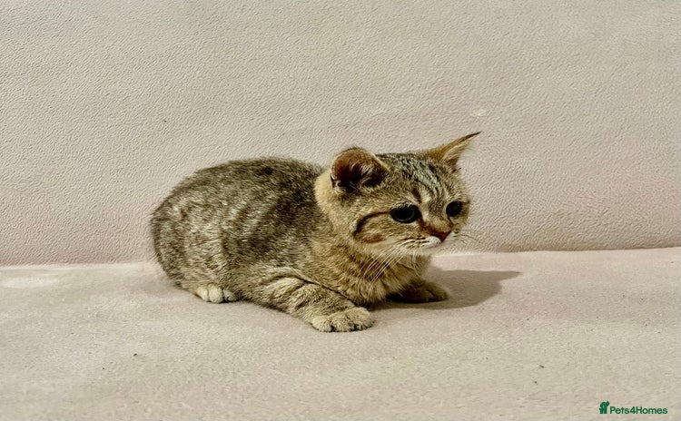 British Shorthair cats - Advert 2