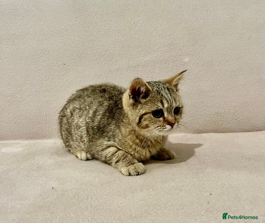 British Shorthair cats for sale: Charming pure BSH kitten - Image 1