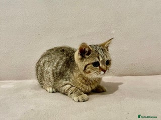 British Shorthair cats - Advert 14