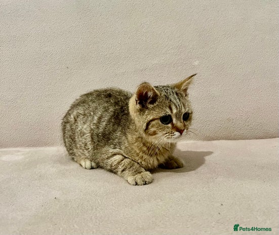 British Shorthair cats - Advert 2