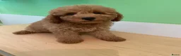 Toy Poodle dogs for sale: Toy poodle puppies - Advert 2