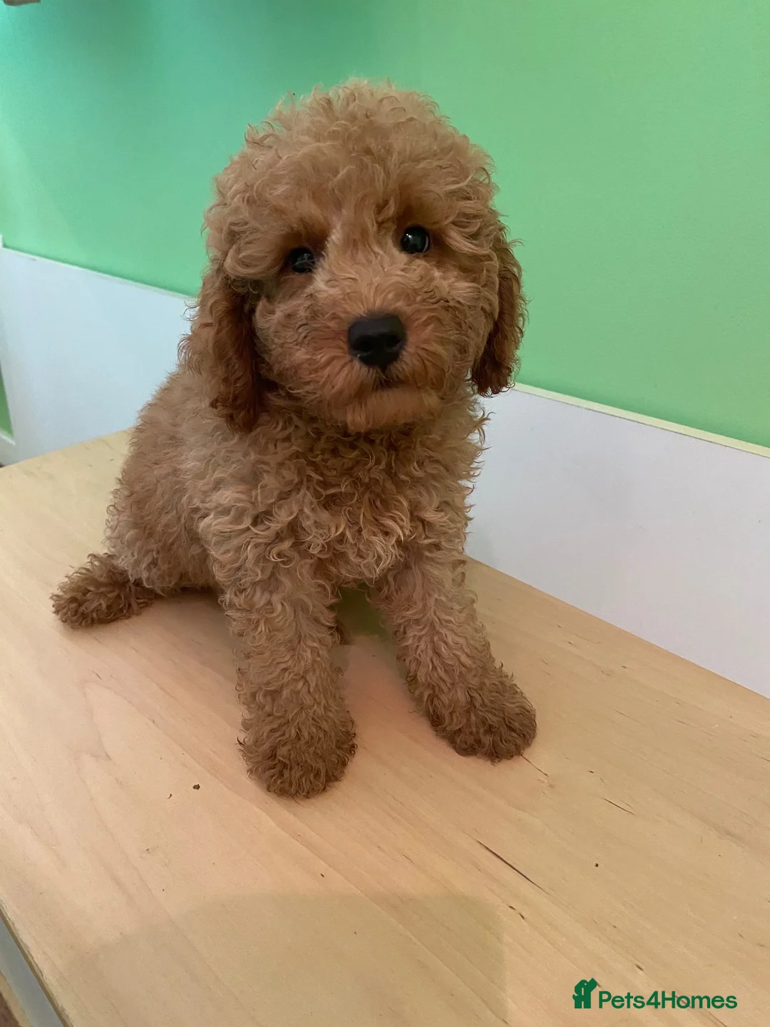 Toy Poodle dogs for sale: Toy poodle puppies - Advert 2