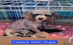 Toy Poodle dogs for sale: Toy Poodle Puppies in Norfolk - Image 5