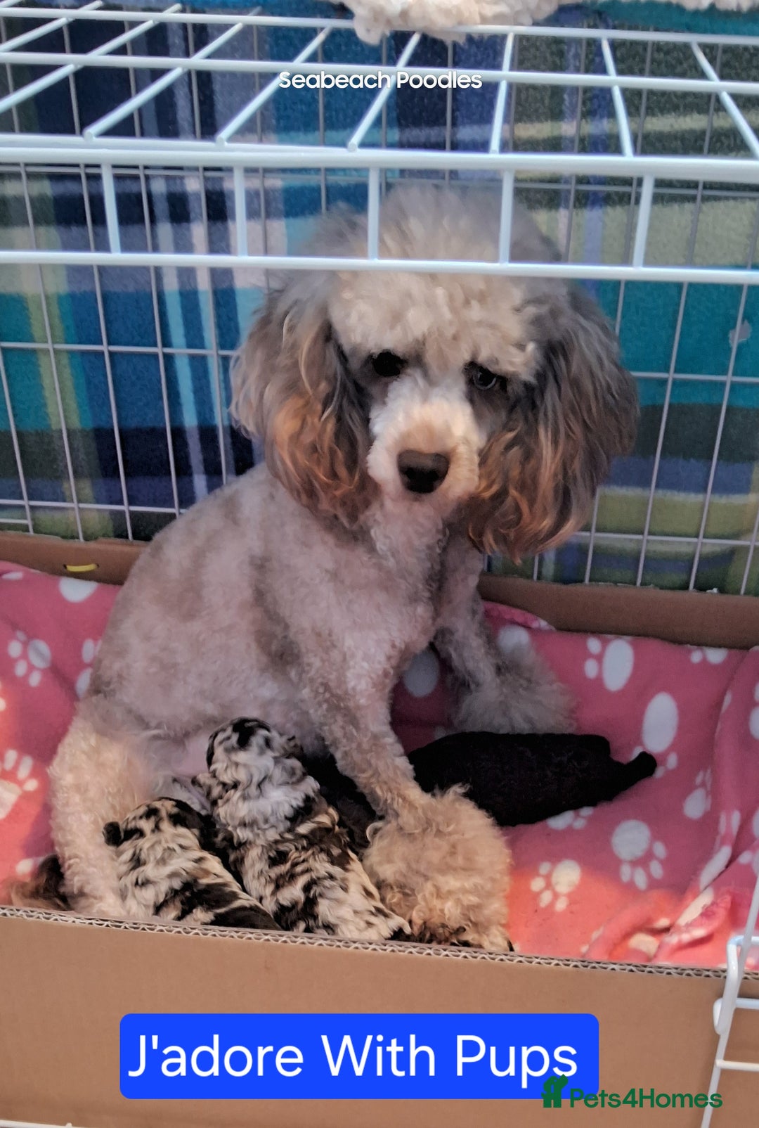 Toy Poodle dogs for sale: Toy Poodle Puppies in Norfolk - Image 5