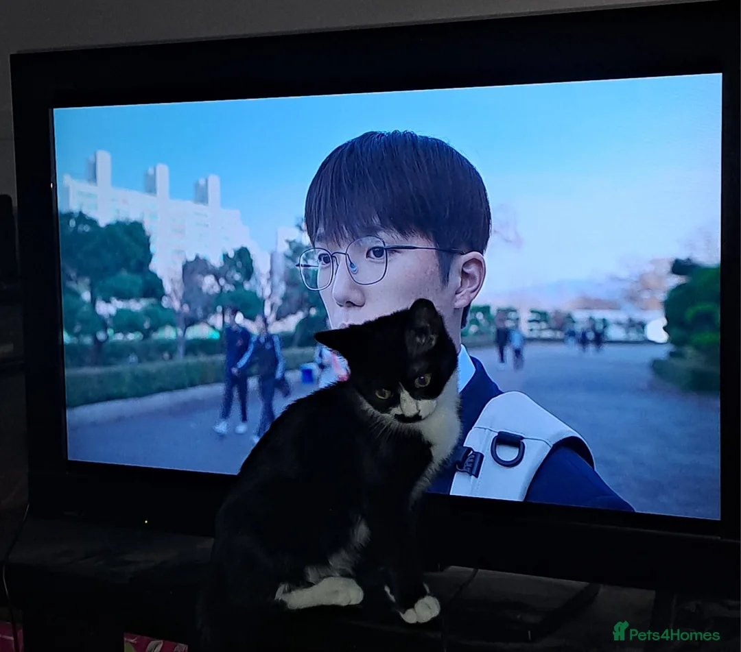 Mixed Breed cats for sale: Sweetest kitten with green eyes needs a home. - Advert 13