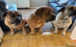 Boerboel dogs for sale: EXCEPTIONAL NABBR REGISTERED PUPPIES!  - Image 36