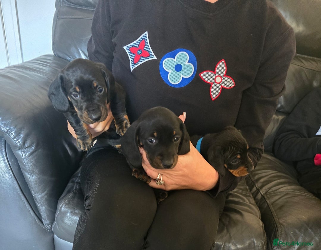 Dachshund dogs for sale: 💖💙💙 puppies 🐶  - Image 8