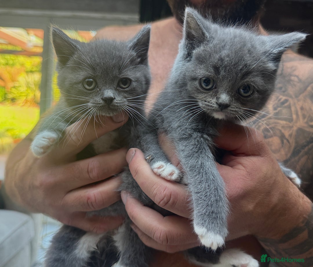 Ragdoll cats for sale: 😍Ragdoll&British Shorthair Mix😍 - Image 9