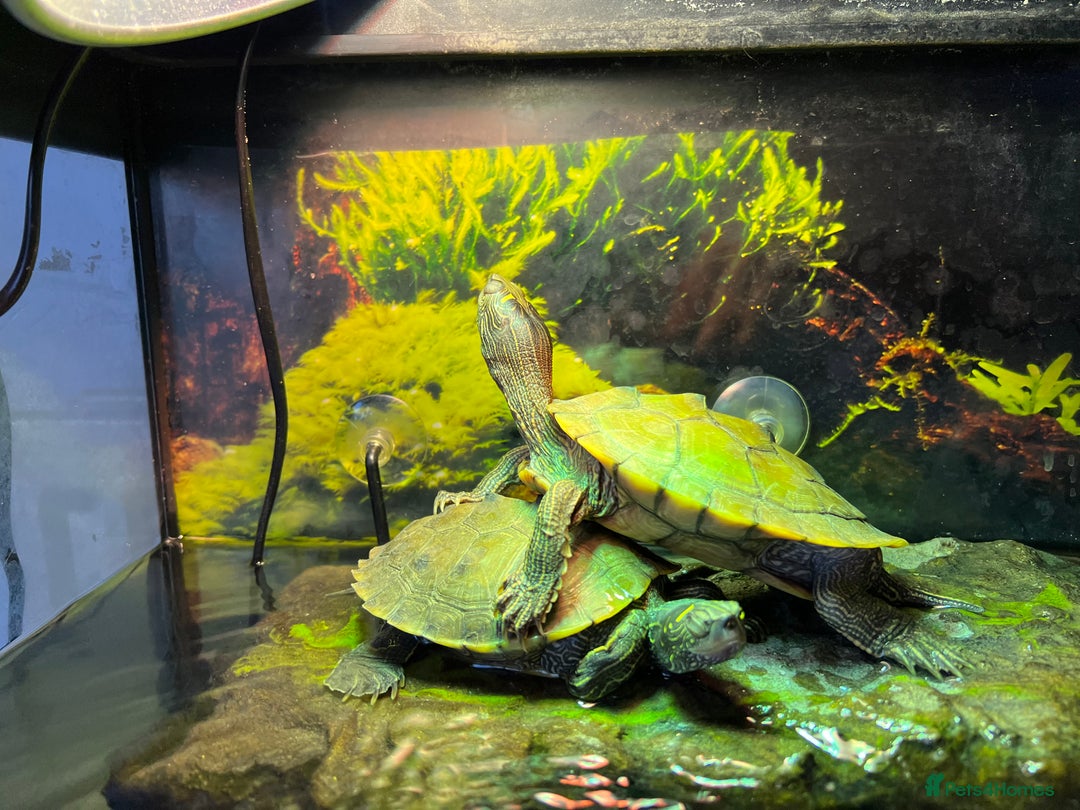 Turtle reptiles for sale: Mississippi Map Turtles - Image 8