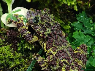 Frog reptiles - Advert 3