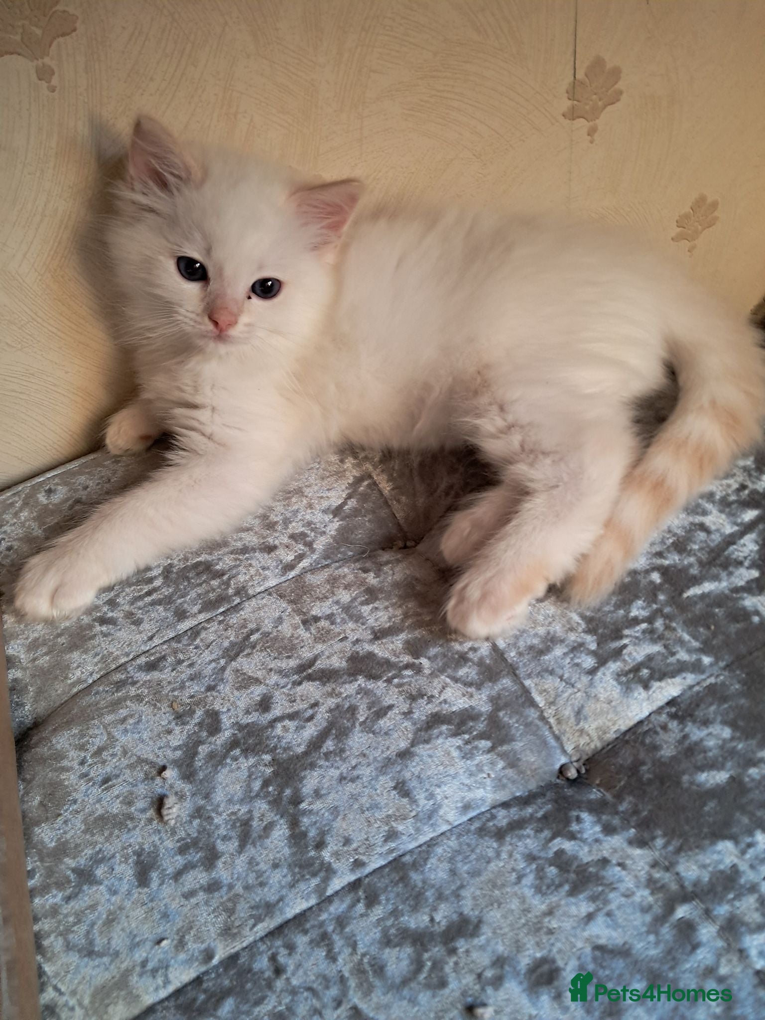 Ragdoll cats REDUCED just 1 amazing little boy GCCF Ragdolls - Advert 1