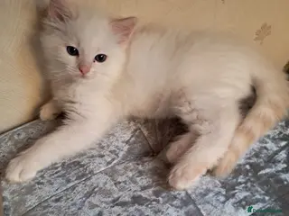 Ragdoll cats REDUCED just 1 amazing little boy GCCF Ragdolls - Advert 1