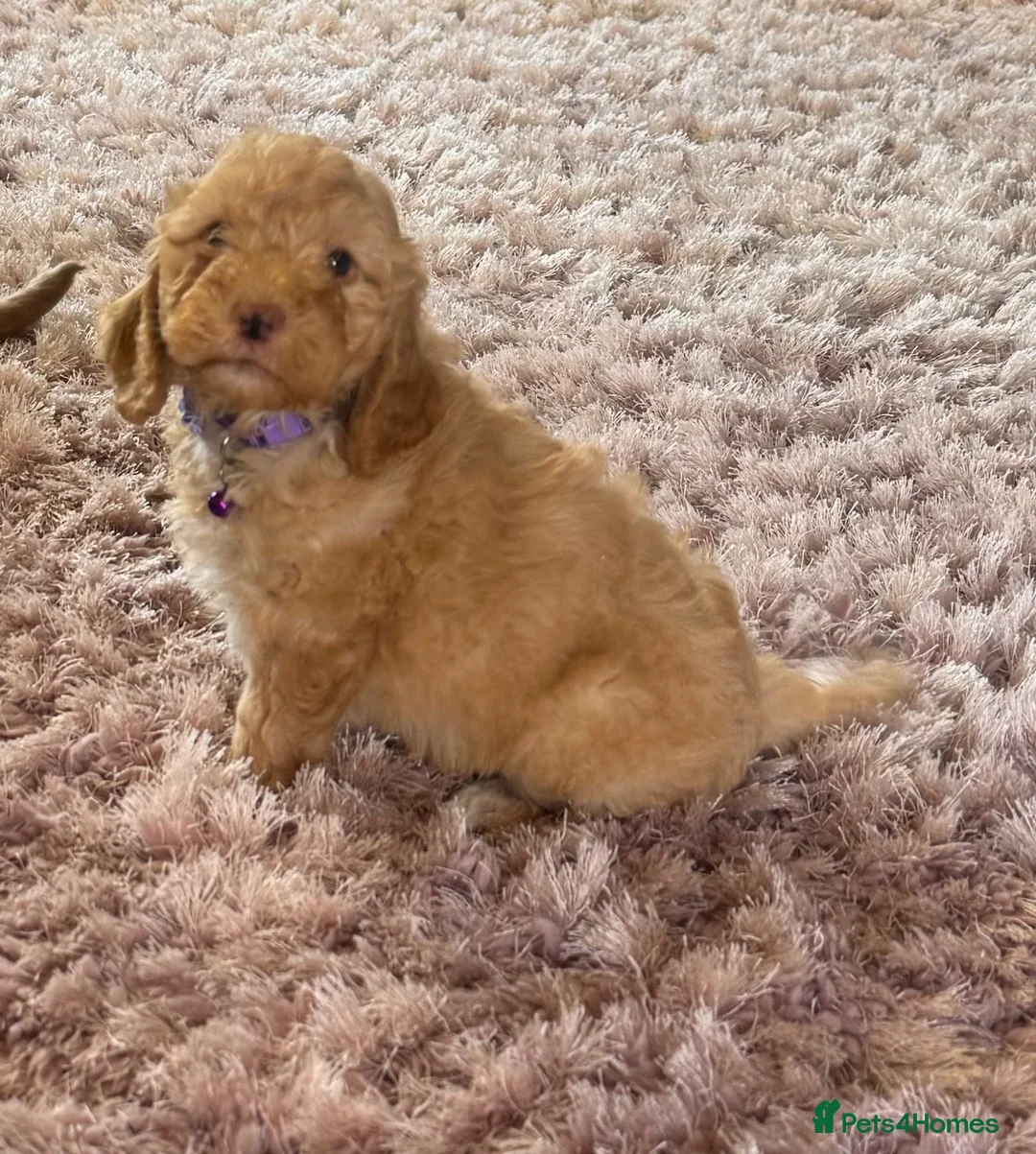 Cockapoo dogs for sale: Beautiful cockapoo puppy’s🩵🩷 - Advert 2