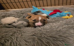 Miniature Bull terrier dogs for sale: Miniature Bull Terrier  - Image 14