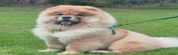 Chow Chow dogs for sale: KC registered chow chow male  - Advert 3