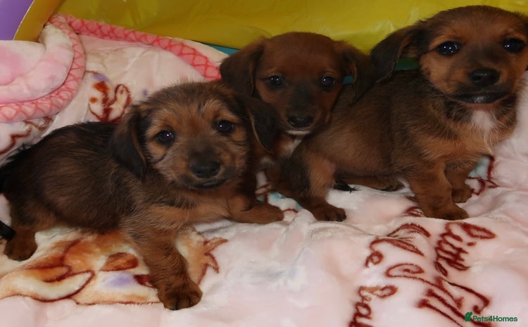 Mixed Breed dogs - Advert 2