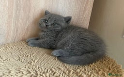 British Shorthair cats for sale: Pure british  shorthair  kittens  - Image 13