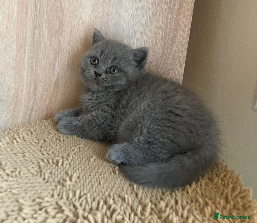 British Shorthair cats for sale: Pure british  shorthair  kittens  - Image 13