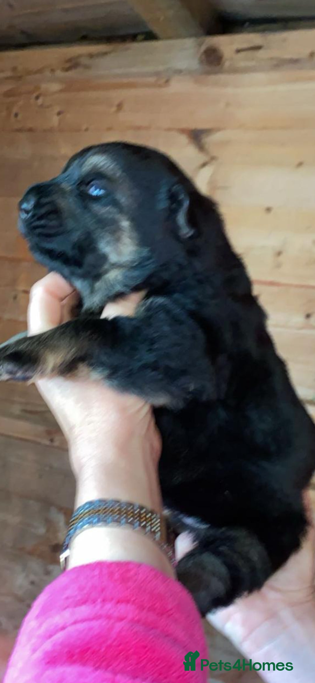 German Shepherd dogs for sale: Czech shepherd  - Advert 6