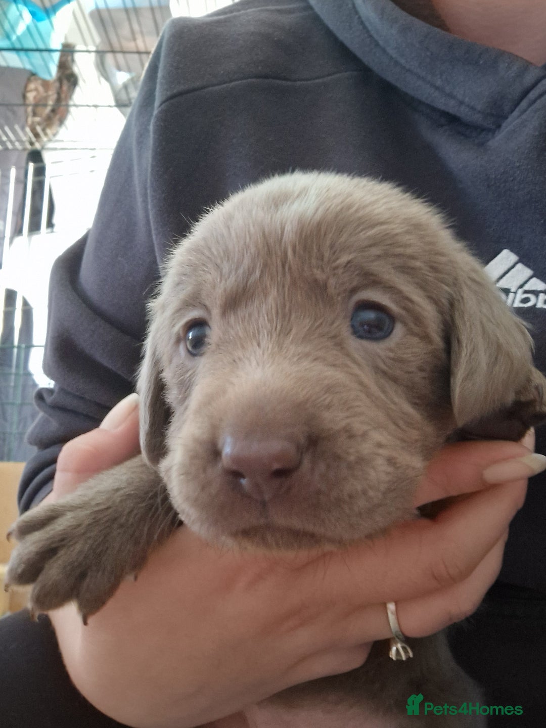 Labrador Retriever dogs for sale: !REDUCED! silver labrador's KC - Advert 38