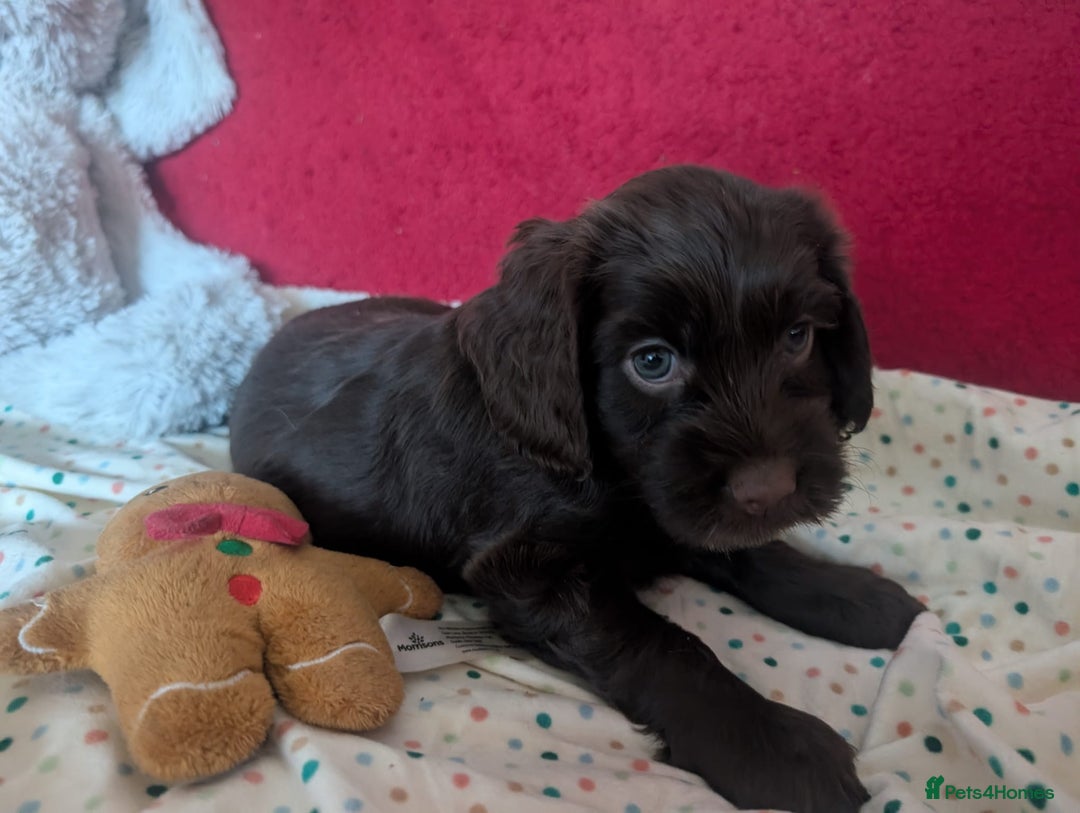 Cockapoo dogs for sale: Cockapoo F2b Pups – Ready for Their Forever Homes - Advert 9