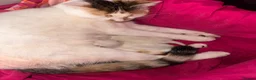 Mixed Breed cats for sale: 2 white kittens, one male & one female. in Burton-on-Trent - Advert 2