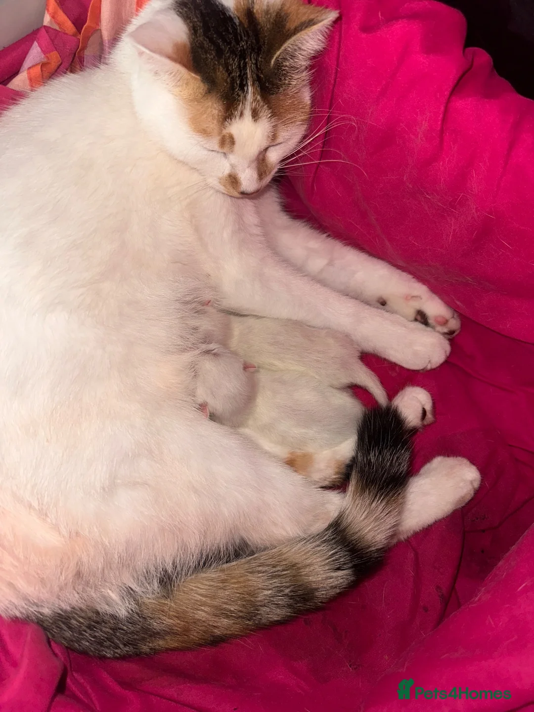 Mixed Breed cats for sale: 2 white kittens, one male & one female. in Burton-on-Trent - Advert 2