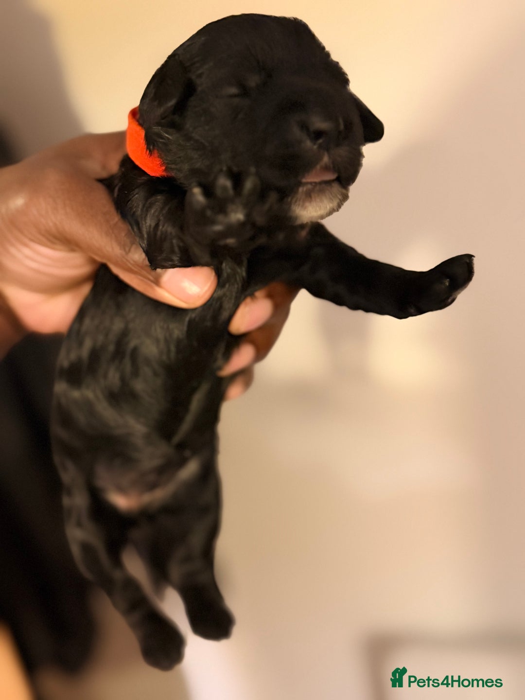 Cockapoo dogs for sale: Adorable Puppies Looking for Their Forever Homes! - Advert 13